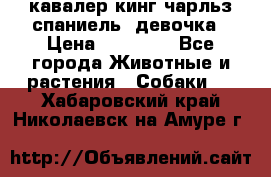  кавалер кинг чарльз спаниель -девочка › Цена ­ 45 000 - Все города Животные и растения » Собаки   . Хабаровский край,Николаевск-на-Амуре г.